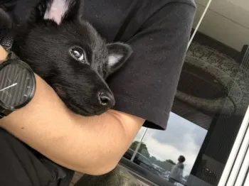 YT 様のお迎えした子犬