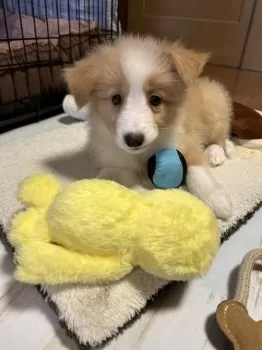 H.T 様のお迎えした子犬