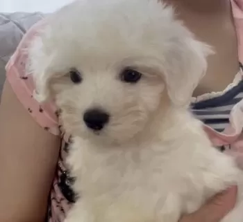 ロップ 様のお迎えした子犬