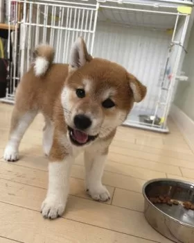 C.O 様のお迎えした子犬