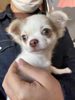 Y.K 様のお迎えした子犬