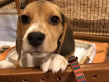 うーちゃん 様のお迎えした子犬