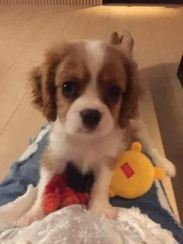 らら 様のお迎えした子犬