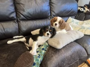 Katy 様のお迎えした子犬