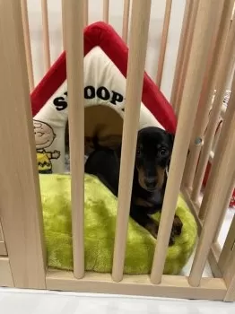 D.N 様のお迎えした子犬