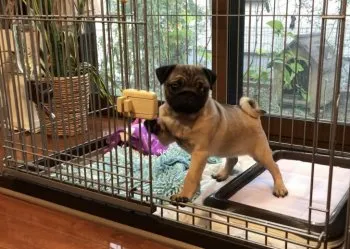 S.S 様のお迎えした子犬
