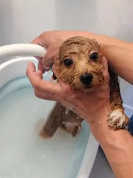 ひろ 様のお迎えした子犬
