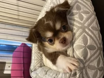 M.W 様のお迎えした子犬