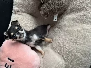 K.A 様のお迎えした子犬