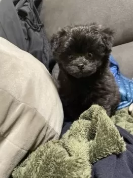 K.Y 様のお迎えした子犬