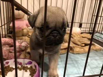A.W 様のお迎えした子犬