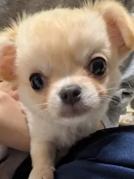 amoma 様のお迎えした子犬
