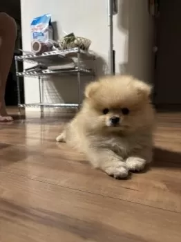 R.S 様のお迎えした子犬