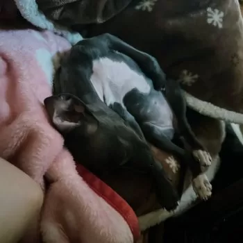 Y.M 様のお迎えした子犬