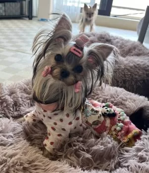 camelia 様のお迎えした子犬