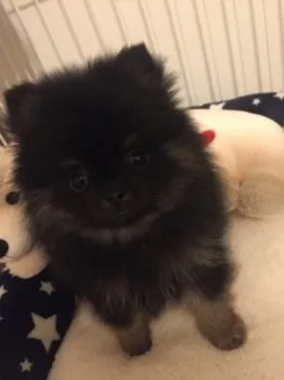 M.S 様のお迎えした子犬