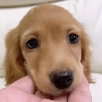 コウジ 様のお迎えした子犬