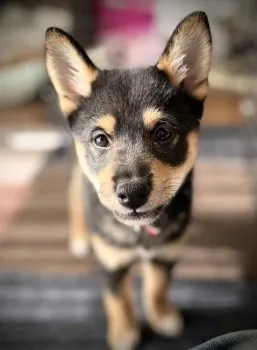 T.K 様のお迎えした子犬