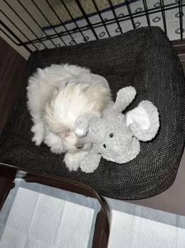 C.T 様のお迎えした子犬
