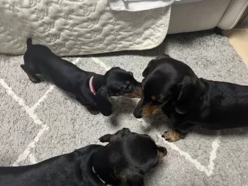 かま 様のお迎えした子犬