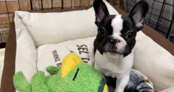 ちあこ 様のお迎えした子犬