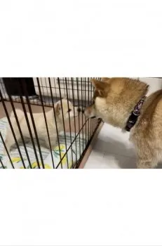M.N 様のお迎えした子犬