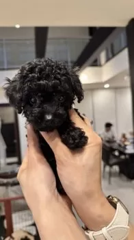 K.M 様のお迎えした子犬