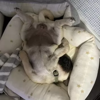 H.S 様のお迎えした子犬