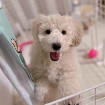 S.T 様のお迎えした子犬