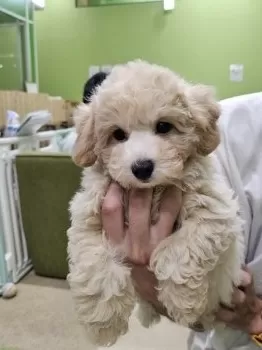 マリン 様のお迎えした子犬