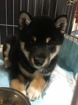 こゆき 様のお迎えした子犬