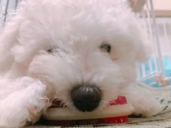 Y.K 様のお迎えした子犬