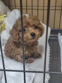 M.K 様のお迎えした子犬