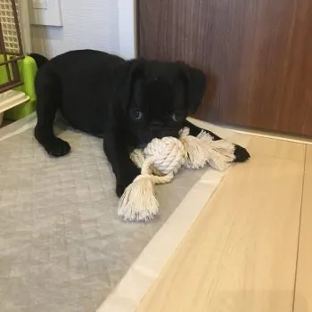 さわ 様のお迎えした子犬