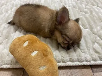 K.M 様のお迎えした子犬