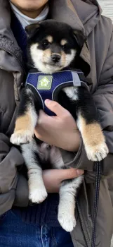 コービー 様のお迎えした子犬