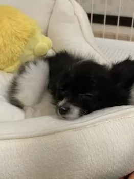 K.M 様のお迎えした子犬