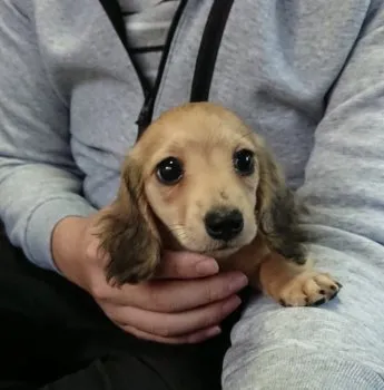 ココ 様のお迎えした子犬