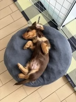 M.Ｉ 様のお迎えした子犬