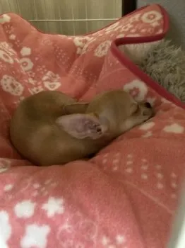 ひー 様のお迎えした子犬