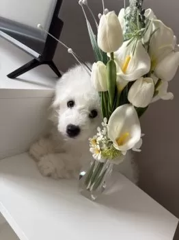 ニシノ 様のお迎えした子犬