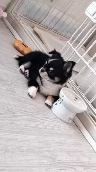 まろたん 様のお迎えした子犬
