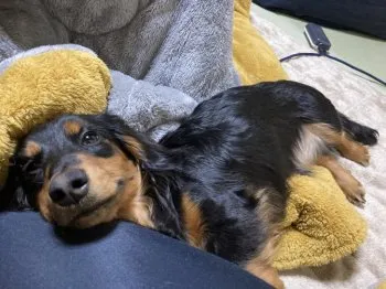 すかつとマン 様のお迎えした子犬