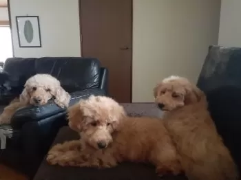 E.O 様のお迎えした子犬