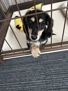 なの 様のお迎えした子犬