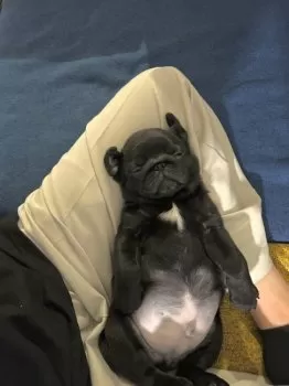 YUKIKO 様のお迎えした子犬