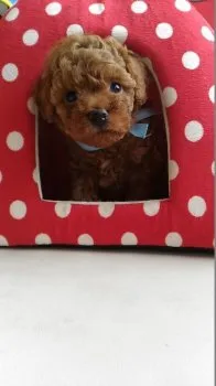 たか 様のお迎えした子犬