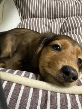 M.N 様のお迎えした子犬