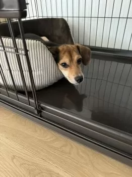 K.E 様のお迎えした子犬