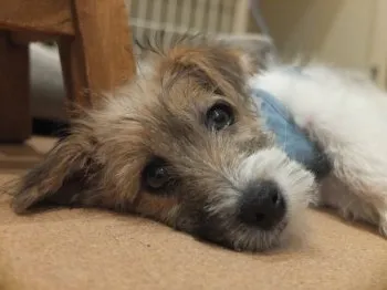 KI 様のお迎えした子犬